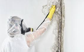 Best Residential Mold Inspection & Testing  in Newport, NC